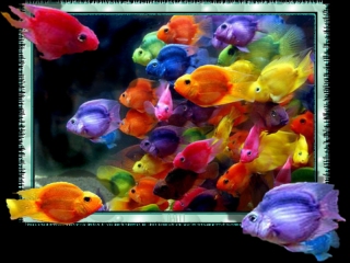 rainbowfish32.jpg